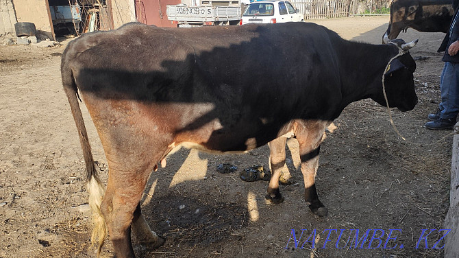 cow for sale Tekeli - photo 3