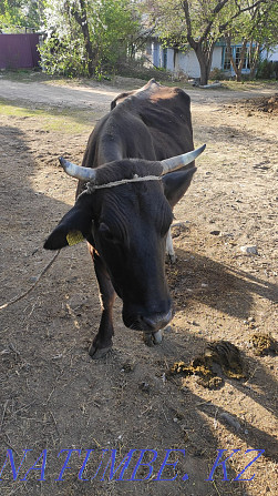 Продается корова Текели - изображение 1