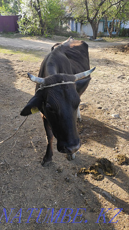 cow for sale Tekeli - photo 1