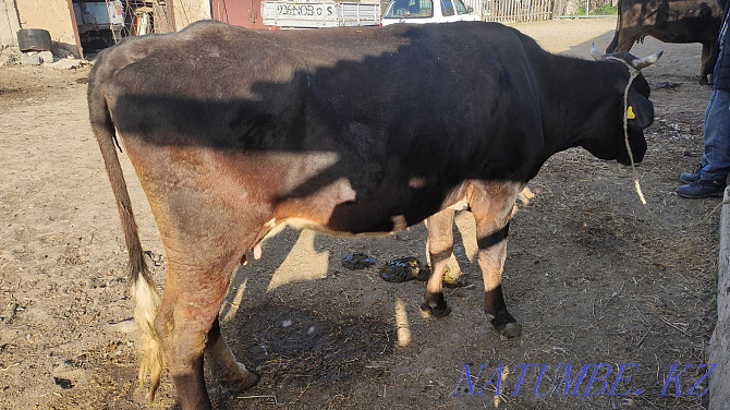 cow for sale Tekeli - photo 4