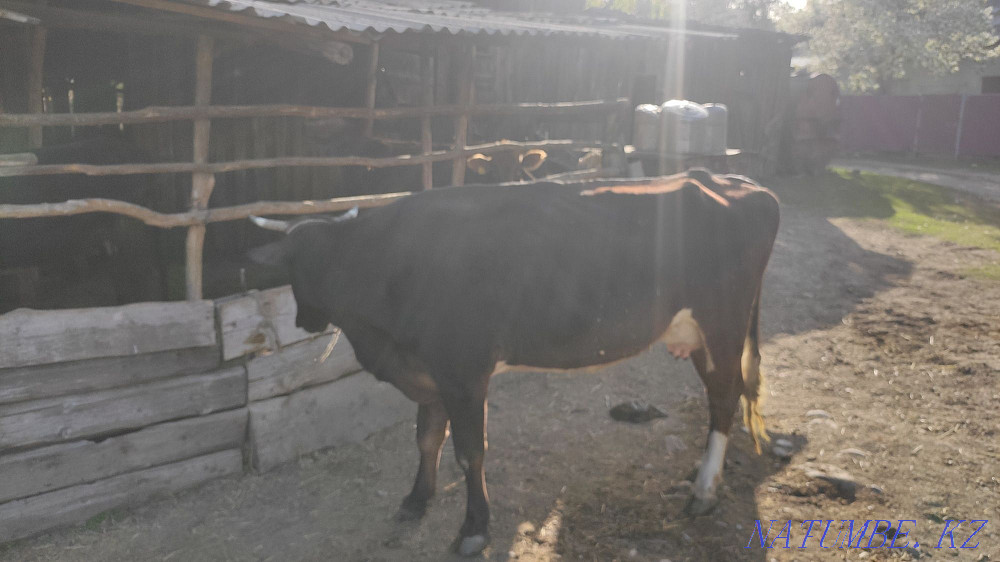 cow for sale Tekeli - photo 5