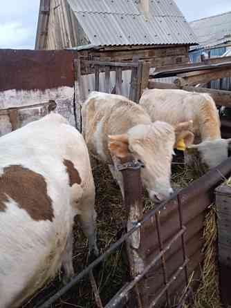 Продам быков порода сементал Танабаевское