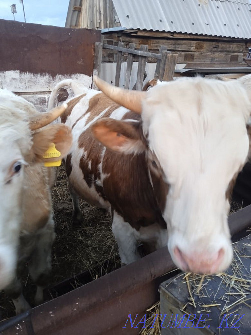 Продам быков порода сементал Танабаевское - изображение 1