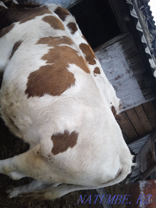 Продам быков порода сементал Танабаевское - изображение 5