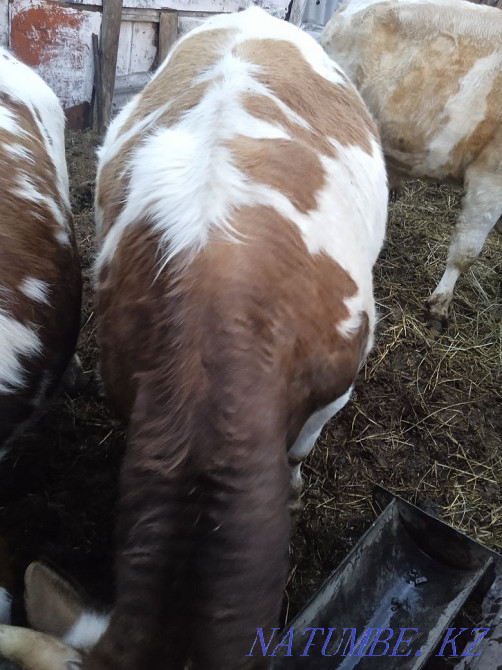 Продам быков порода сементал Танабаевское - изображение 4