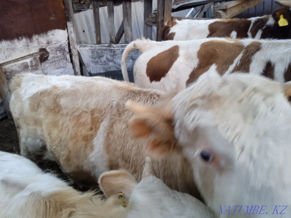 Продам быков порода сементал Танабаевское - изображение 2