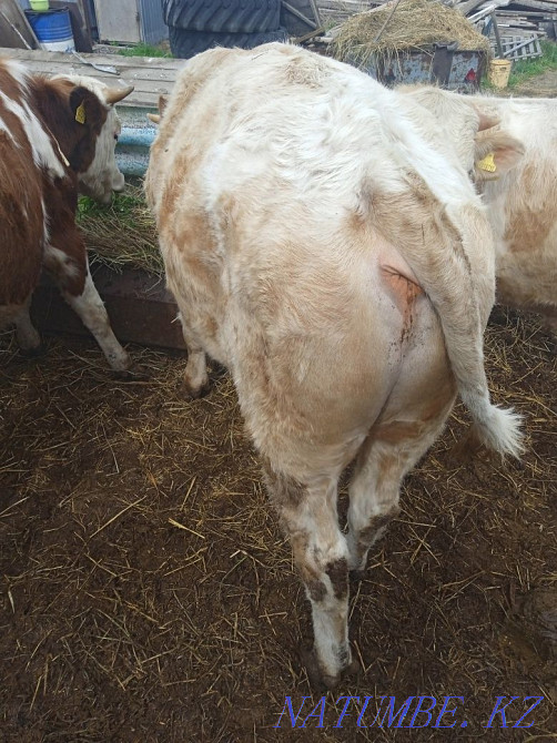 Продам быков порода сементал Танабаевское - изображение 7