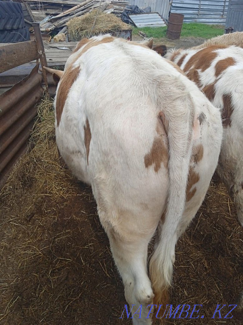 Продам быков порода сементал Танабаевское - изображение 6