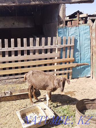 Тоқал ешкі сатылады 3 лагимен им. Жанкожа батыра - изображение 1