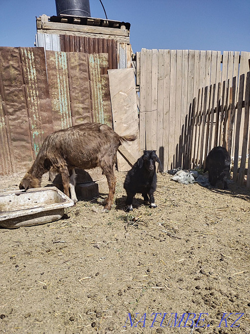 Tokal eshki satylady 3 lagymen им. Жанкожа батыра - photo 3