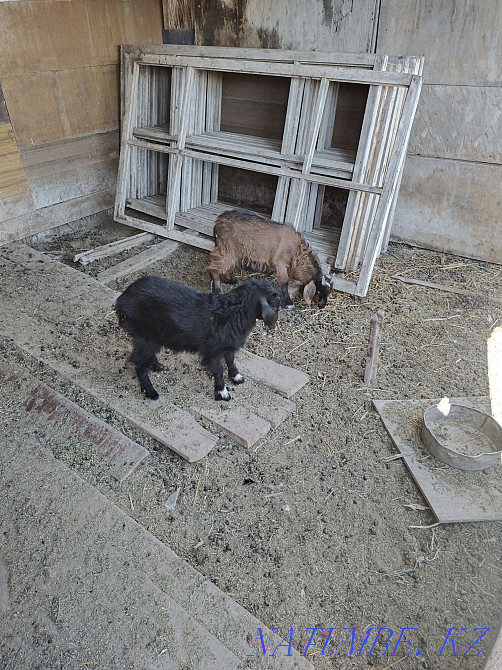 Tokal eshki satylady 3 lagymen им. Жанкожа батыра - photo 2