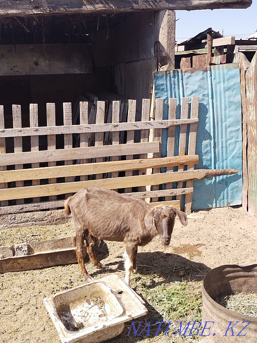 Tokal eshki satylady 3 lagymen им. Жанкожа батыра - photo 1