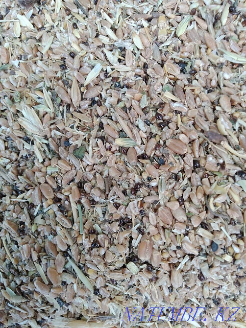 Grain waste wholesale and retail, can be in bulk Kostanay - photo 1