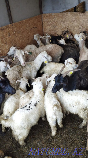 Ешкі. үй ешкі  Алматы - изображение 2