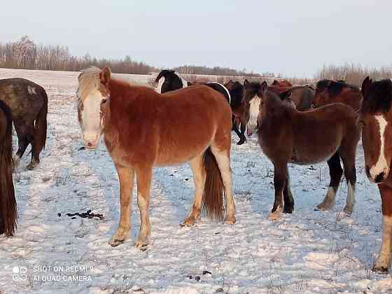 Еки кулынды бие сатамын! Продам кобыл с жеребятами! Astana