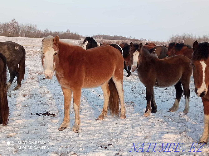 Еки кулынды бие сатамын! Продам кобыл с жеребятами! Астана - изображение 2