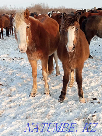 Eki kulyndy bee satamyn! Selling mares with foals! Astana - photo 3