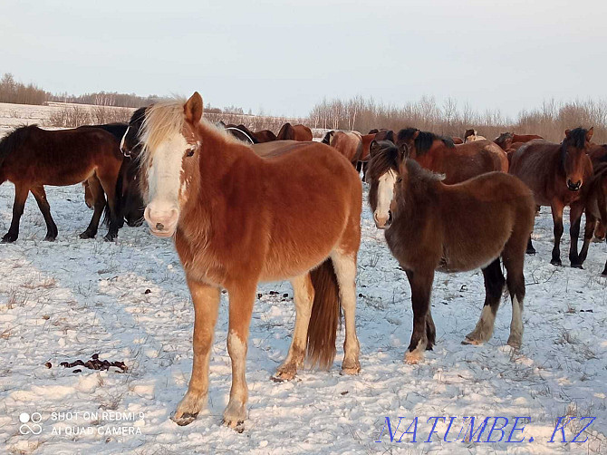 Еки кулынды бие сатамын! Продам кобыл с жеребятами! Астана - изображение 1