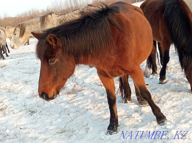 Eki kulyndy bee satamyn! Selling mares with foals! Astana - photo 6