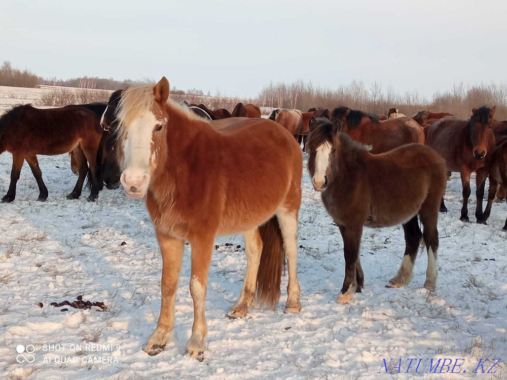 Eki kulyndy bee satamyn! Selling mares with foals! Astana - photo 1