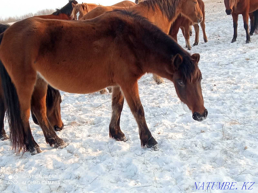Eki kulyndy bee satamyn! Selling mares with foals! Astana - photo 5