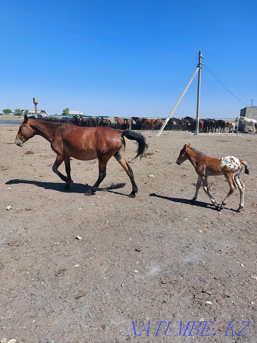 Tor bie lynymen Ортак - photo 1