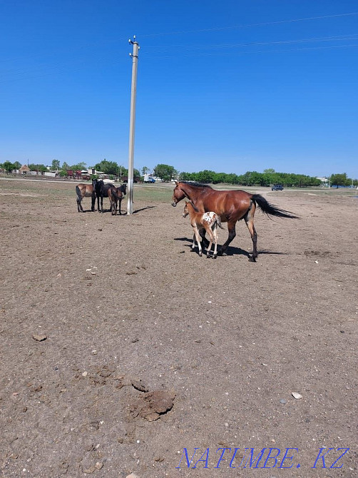 Tor bie lynymen Ортак - photo 3