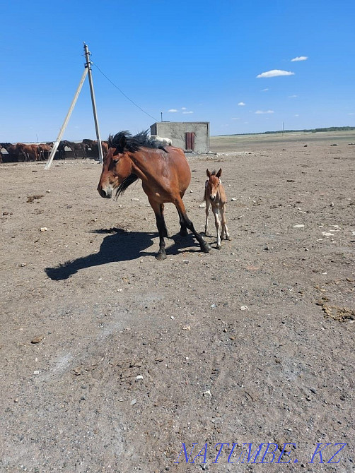 Tor bie lynymen Ортак - photo 2