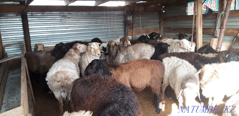 Koi tokty satylady Astana - photo 2