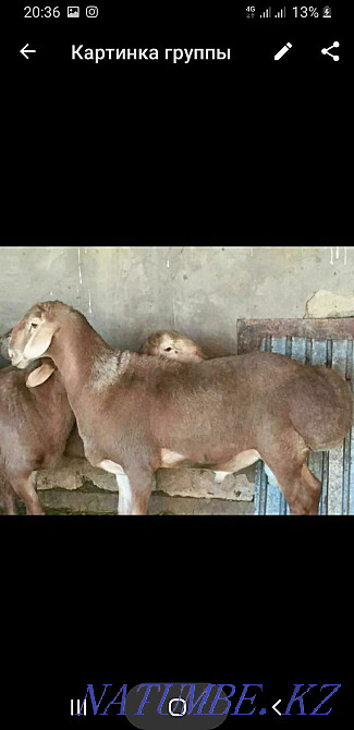 Koi tokty satylady Astana - photo 1