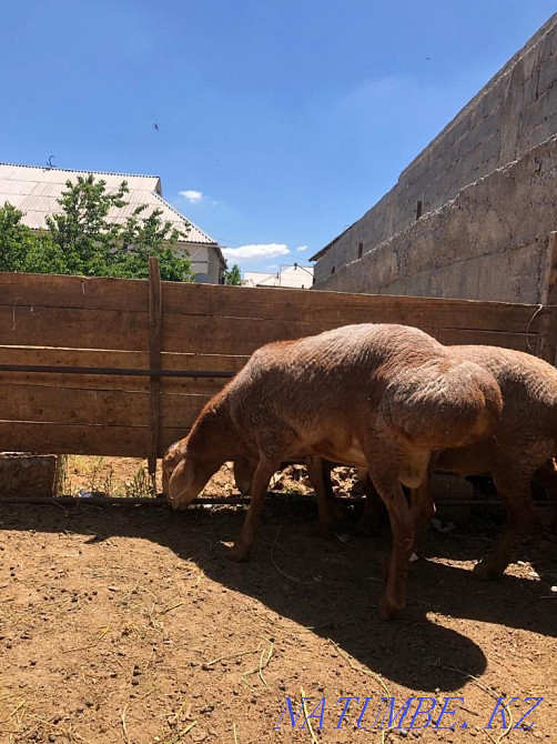 ?ош?ар / Баран Шымкент - изображение 3