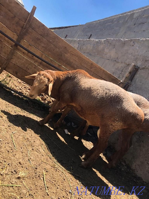 ?ош?ар / Баран Шымкент - изображение 2