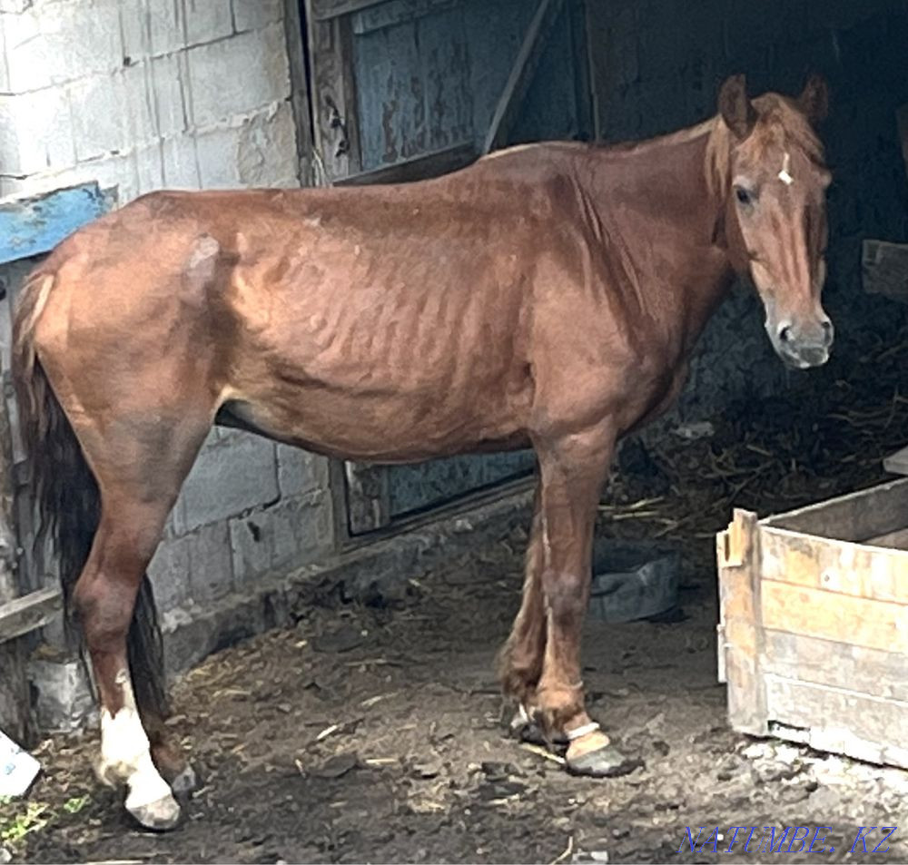 Бие сатылады! Байдибек би - изображение 1