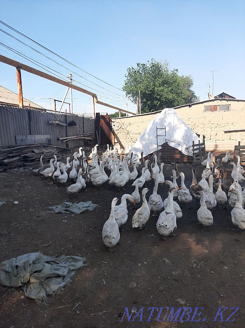 Продам гусей . Мухаметжан Туймебаева - изображение 1