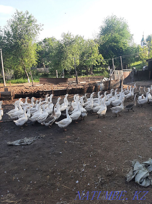Продам гусей . Мухаметжан Туймебаева - изображение 3