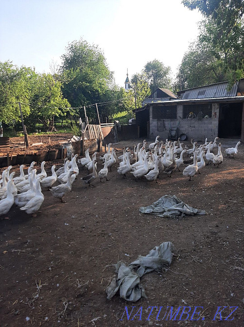 Продам гусей . Мухаметжан Туймебаева - изображение 2