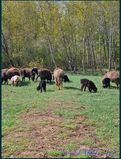 ?ozyly?oh borda?yda tr?an Semey - photo 1