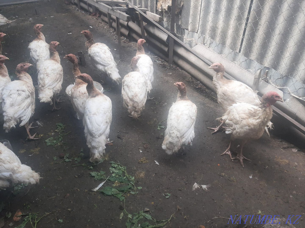 Продам индюков Мухаметжан Туймебаева - изображение 2
