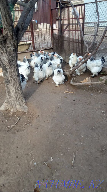 Hatching egg Brahma Colombian light Astana - photo 3