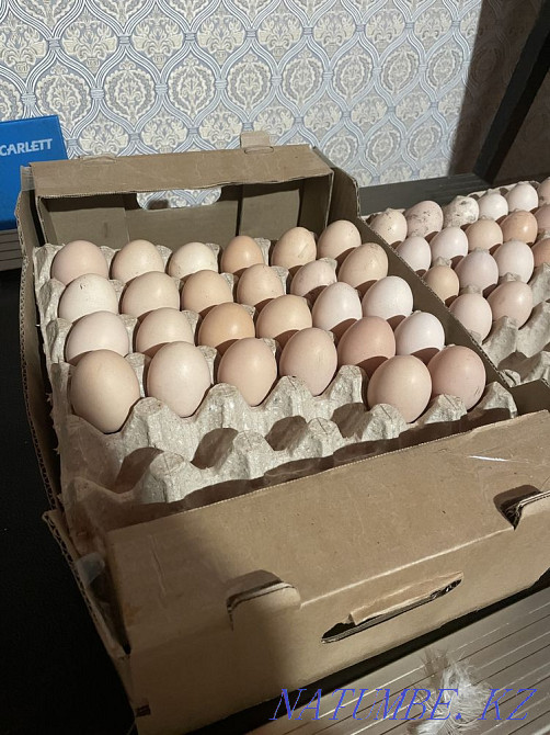 Hatching egg Brahma Colombian light Astana - photo 4