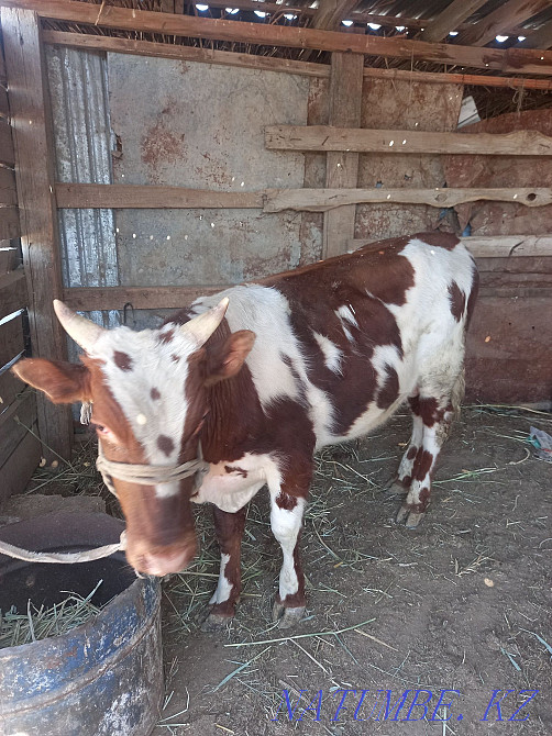 Бағылған бука сатылады багасы 250000 аз маз саудасы бар адрес Тасбөгет  Қызылорда - изображение 1