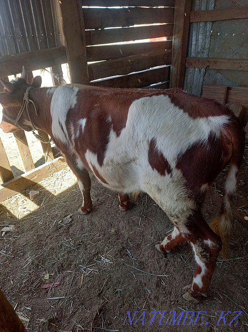 Бағылған бука сатылады багасы 250000 аз маз саудасы бар адрес Тасбөгет  Қызылорда - изображение 4