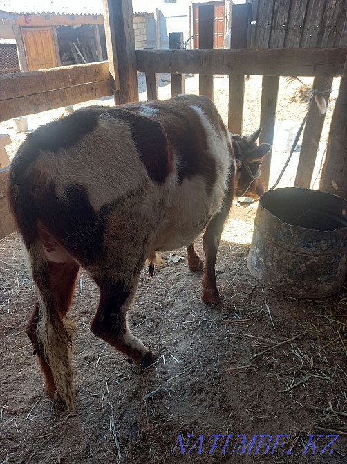 Бағылған бука сатылады багасы 250000 аз маз саудасы бар адрес Тасбөгет  Қызылорда - изображение 5