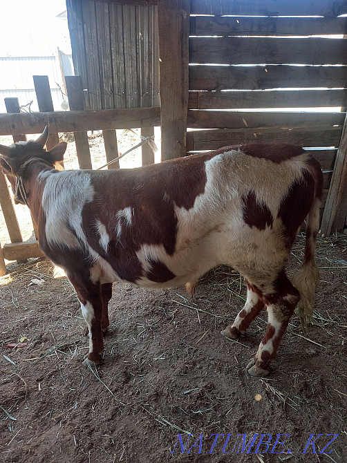 Бағылған бука сатылады багасы 250000 аз маз саудасы бар адрес Тасбөгет  Қызылорда - изображение 3