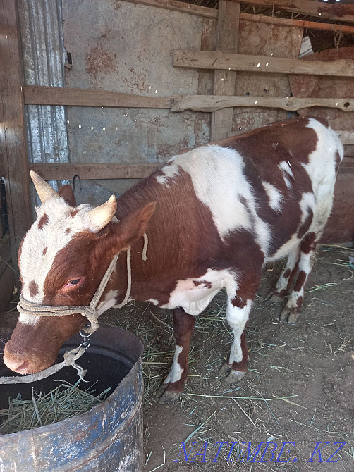 Бағылған бука сатылады багасы 250000 аз маз саудасы бар адрес Тасбөгет  Қызылорда - изображение 2