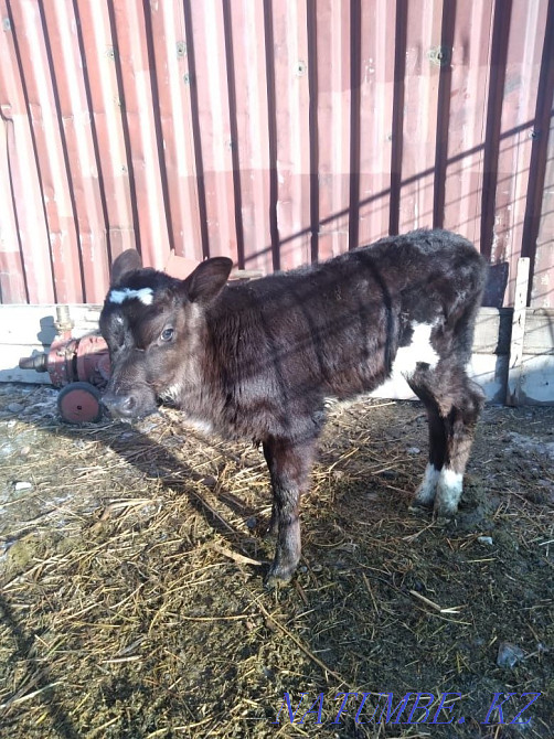 Телка молочной породы Кендала - изображение 2