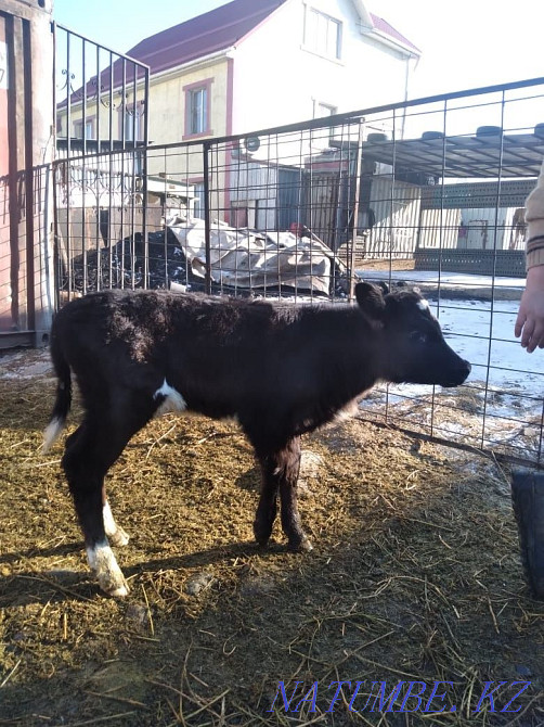 Телка молочной породы Кендала - изображение 7