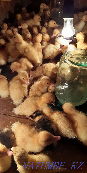 Продам утят Мухаметжан Туймебаева - изображение 1