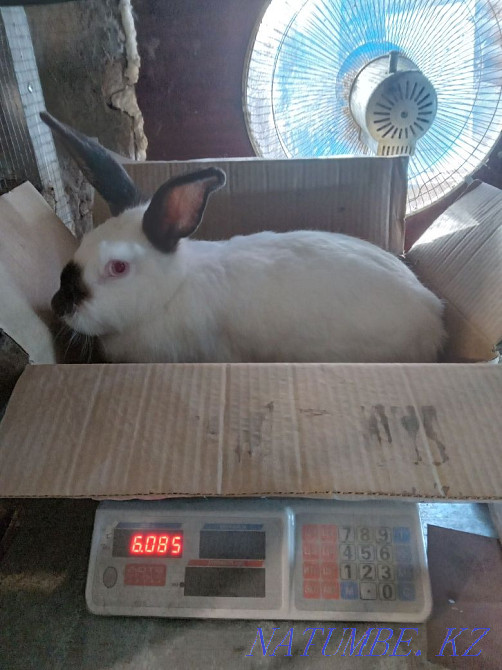 Rabbits per tribe Pavlodar - photo 3