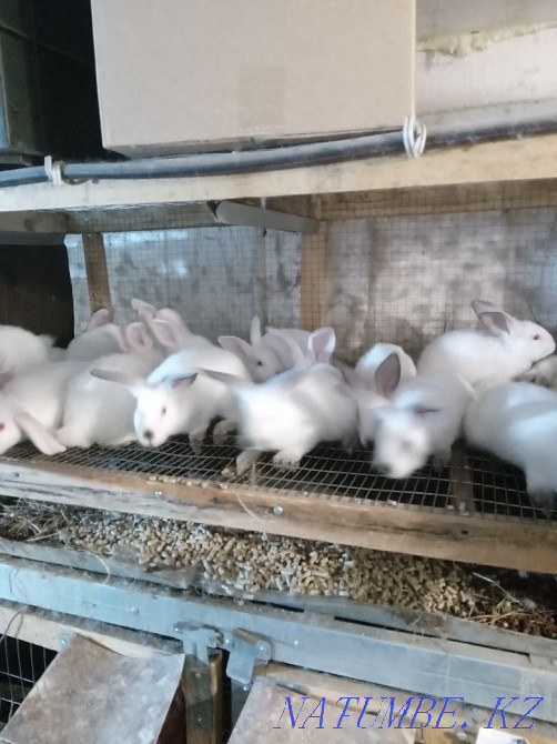 Rabbits per tribe Pavlodar - photo 8